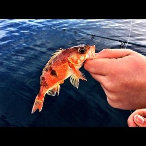 Meet your Posher, Jack